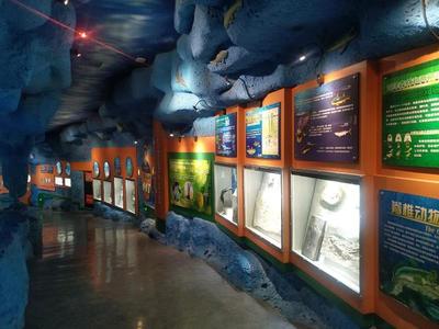 獲評鎮(zhèn)館之寶要符合什么條件?大河網(wǎng)記者專訪河南自然博物館館長徐莉